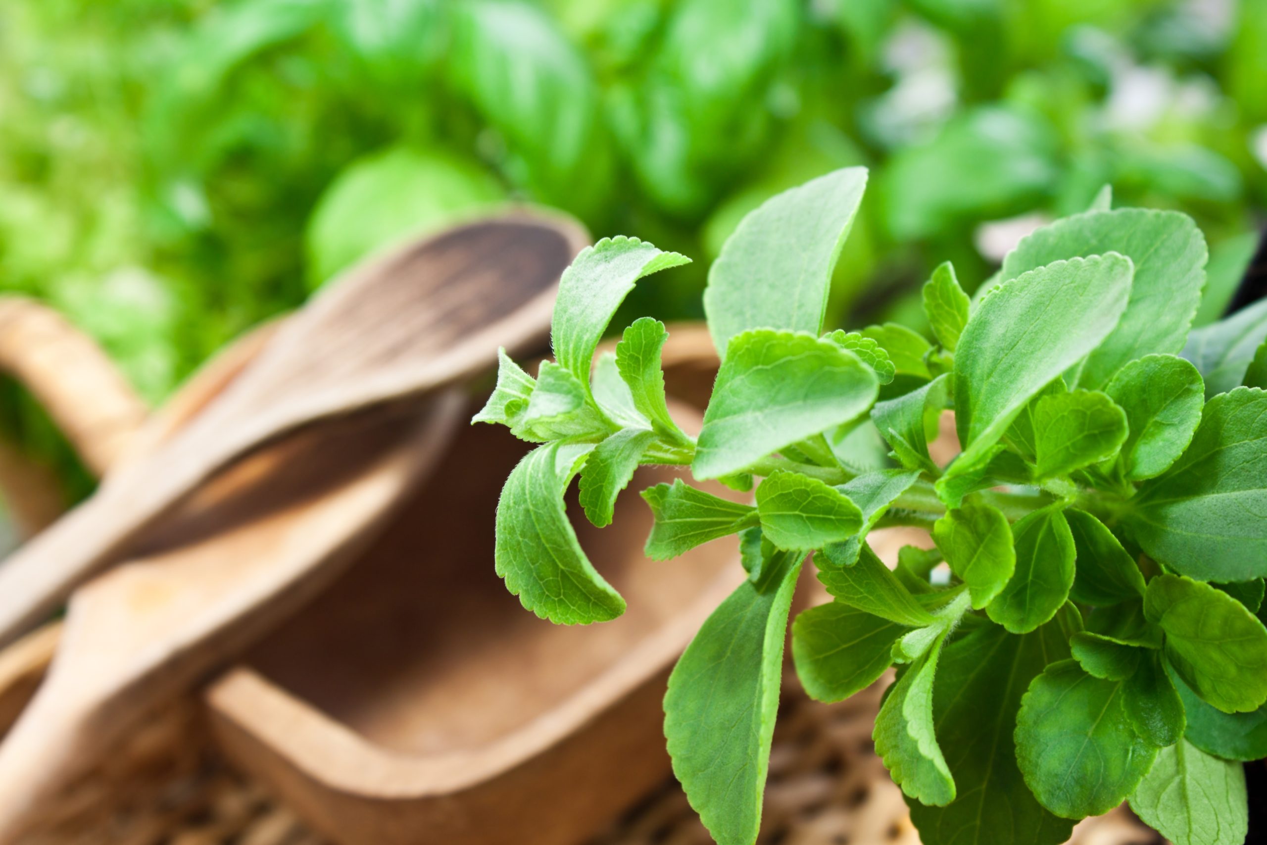 Stevia Extract vs. Stevia Leaves: What's the Difference